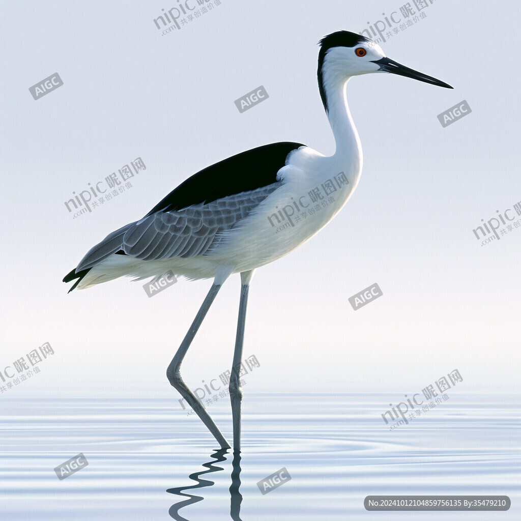 鹭鸶白鹳丹顶鹤仙鹤