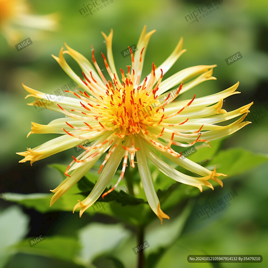 花卉金丝莲