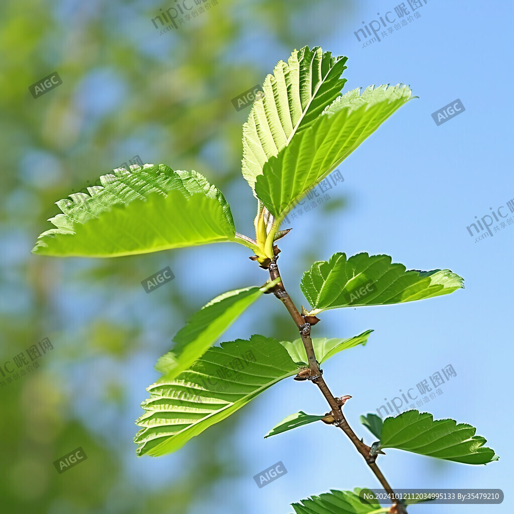 大果榆枝叶特写