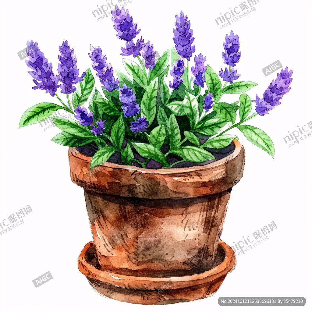 盆栽植物插画