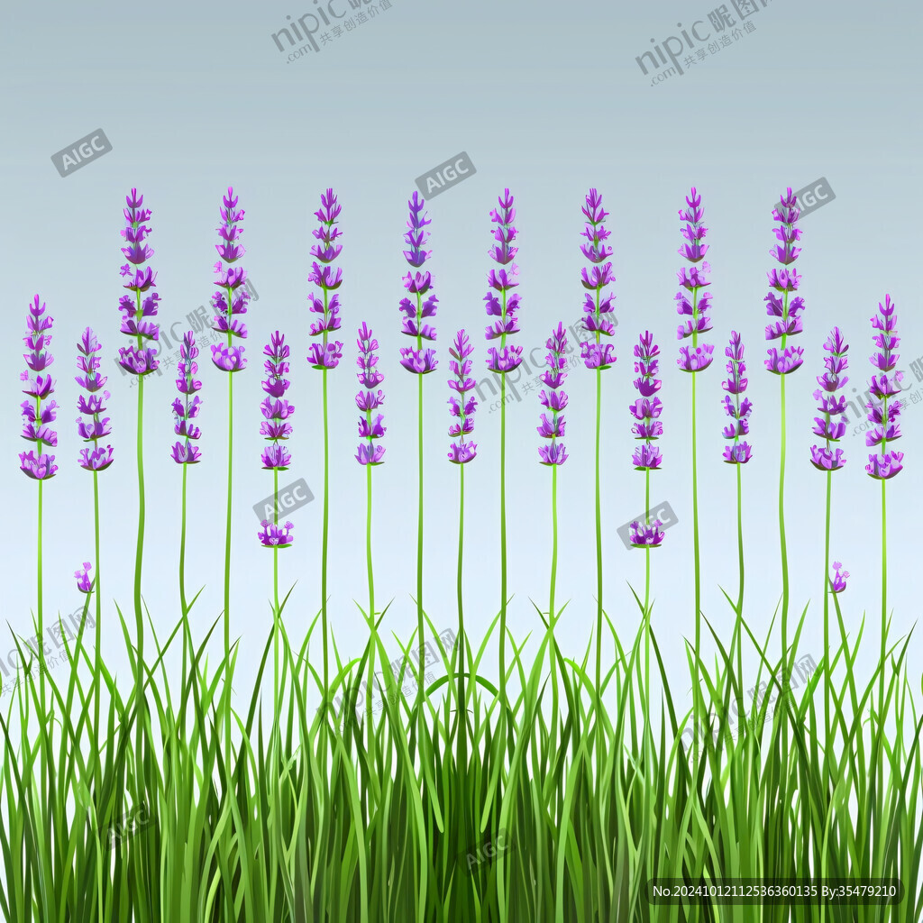 薰衣草插画