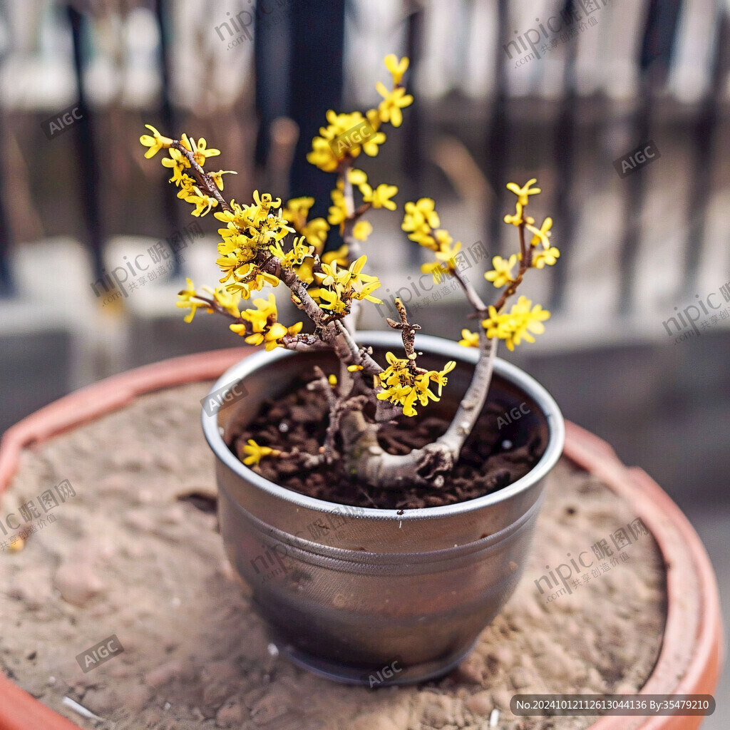 迎春花盆景