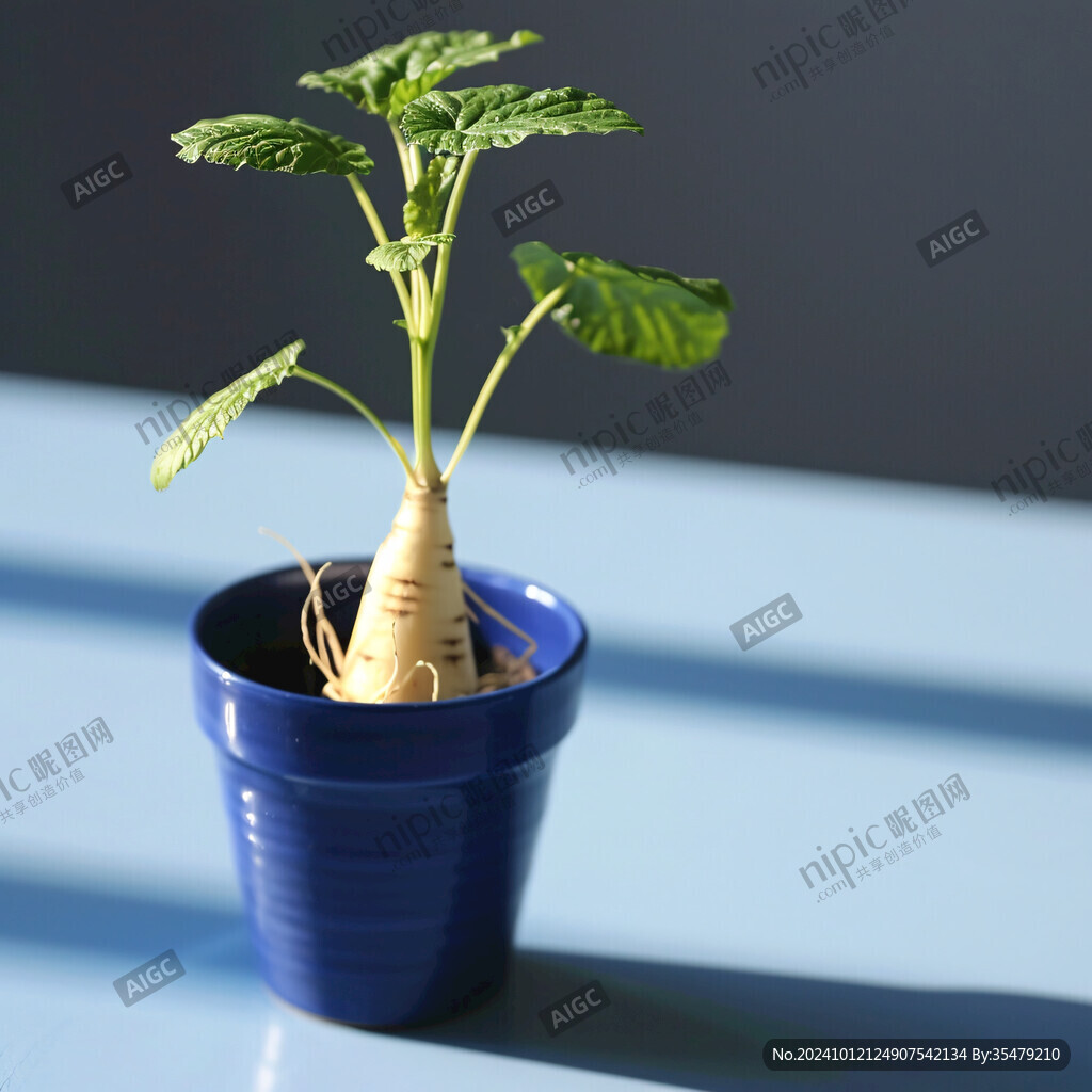 红薯青花瓷盆栽