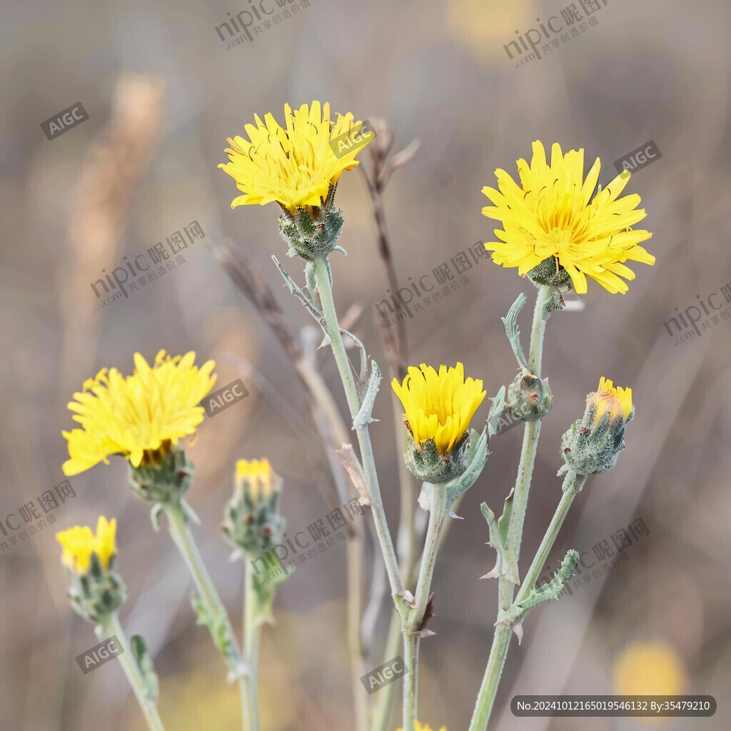 风毛菊图片背景