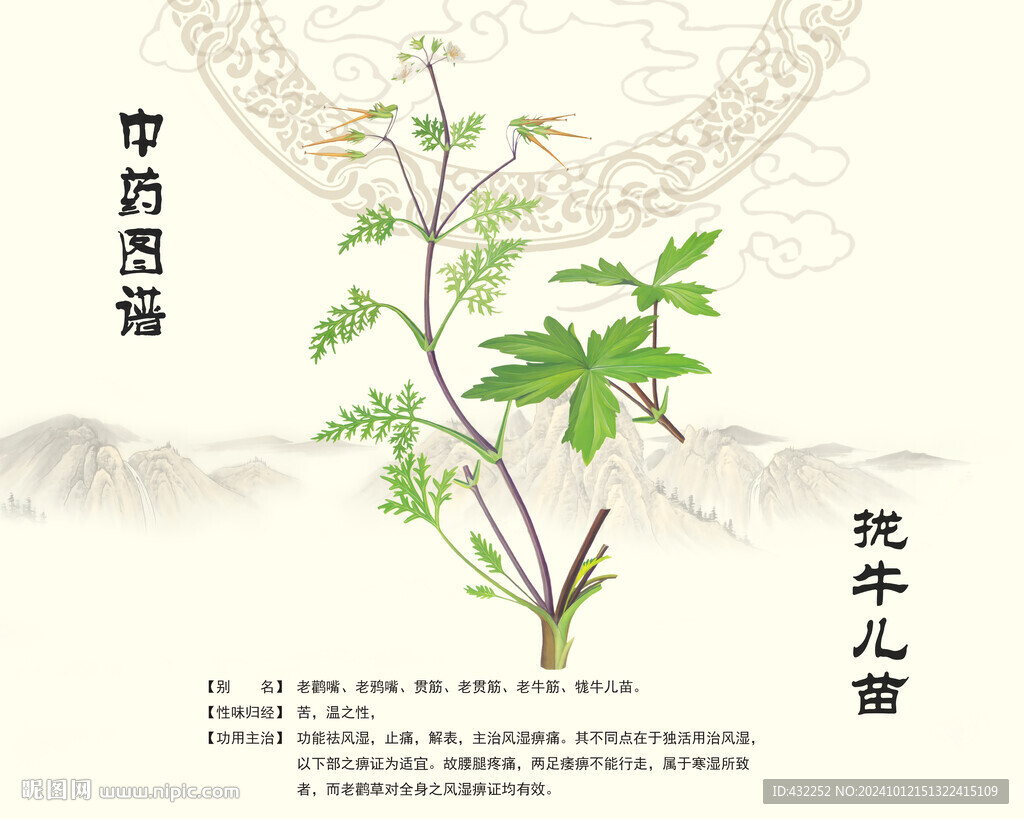 拢牛儿苗
