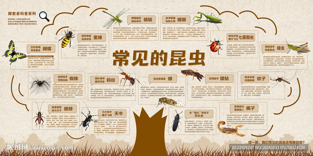 常见的昆虫