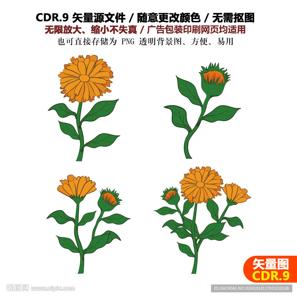 手绘精美菊花秋菊雏菊插画素材图