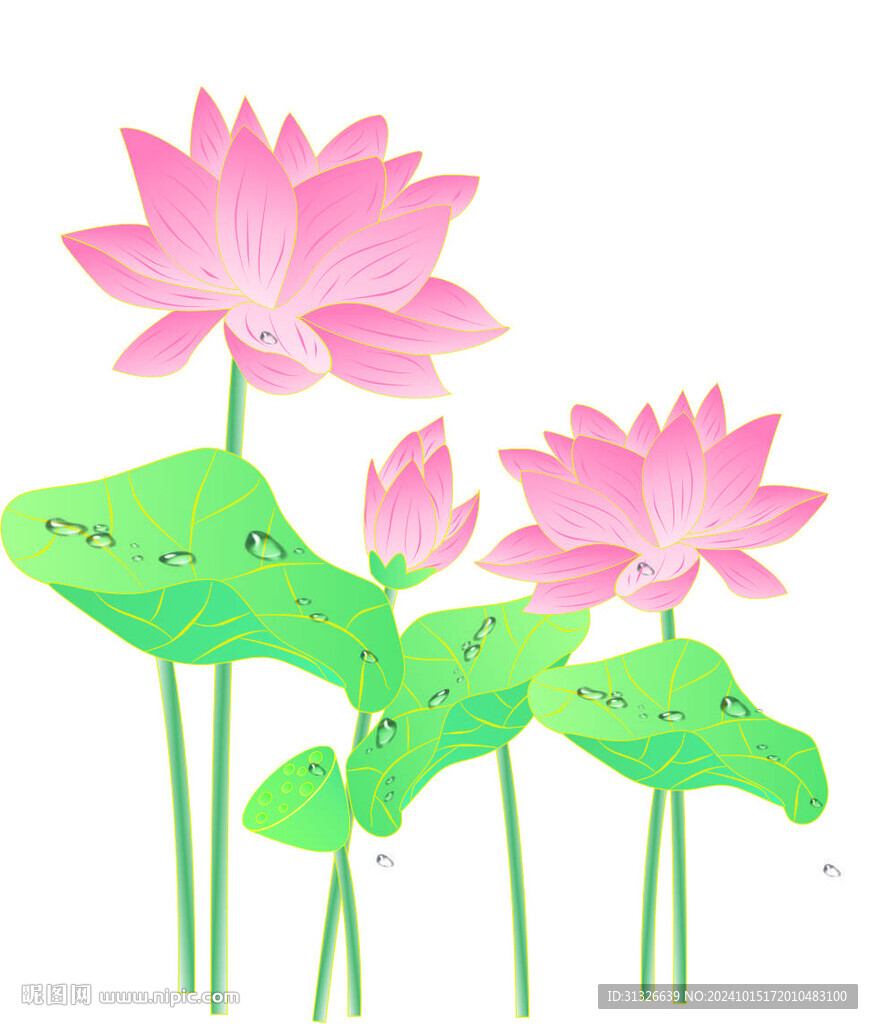 荷花