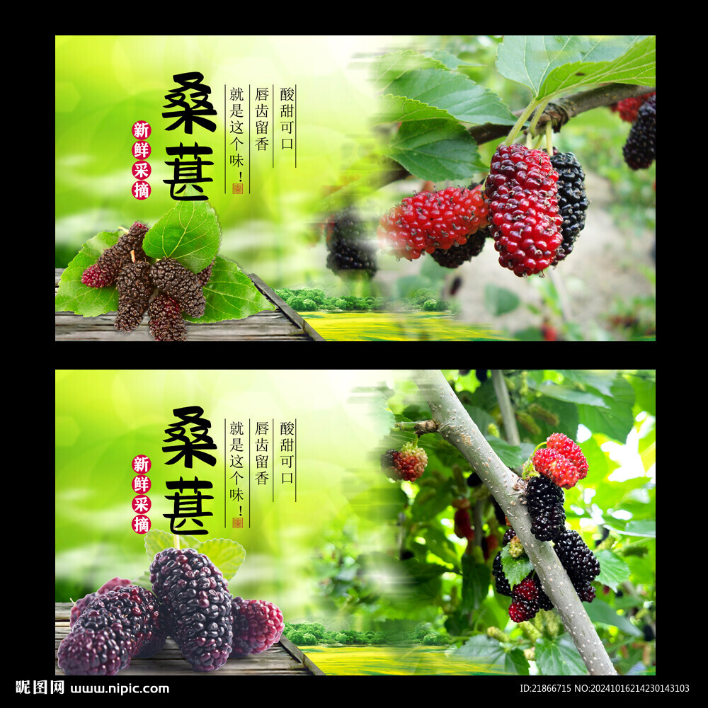桑葚