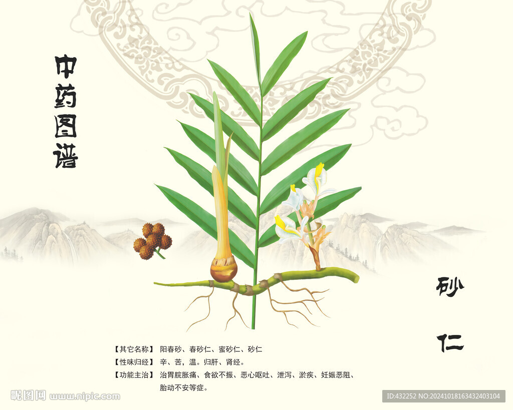 砂仁阳春砂