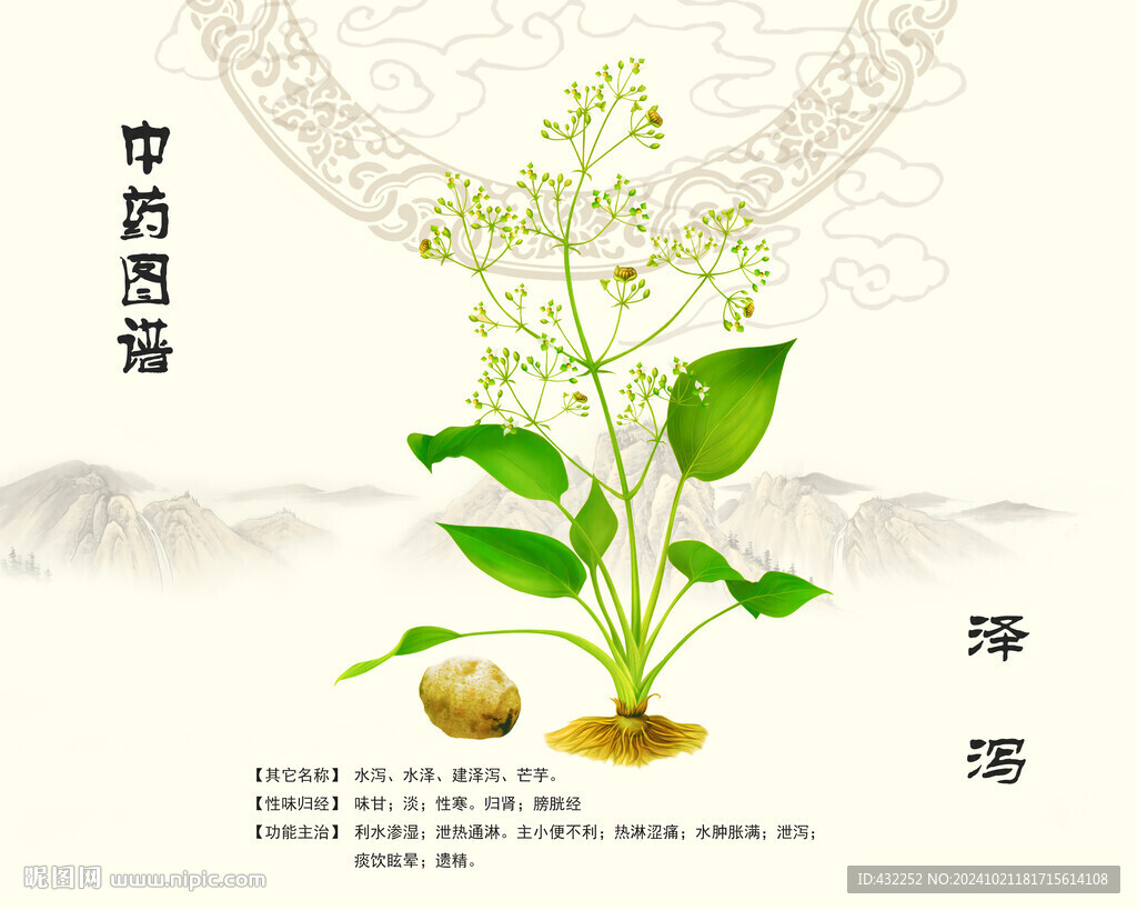 泽泻中药泽泻