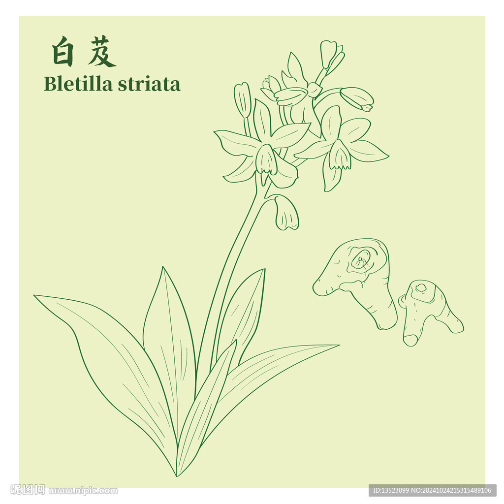 白芨手绘 中药材植物