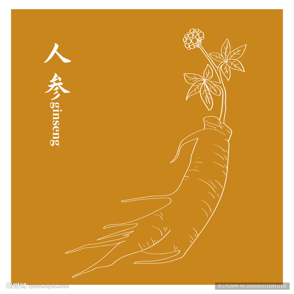 人参中药材 草本植物