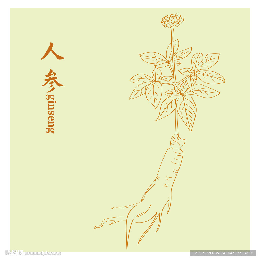 人参中药材 草本植物