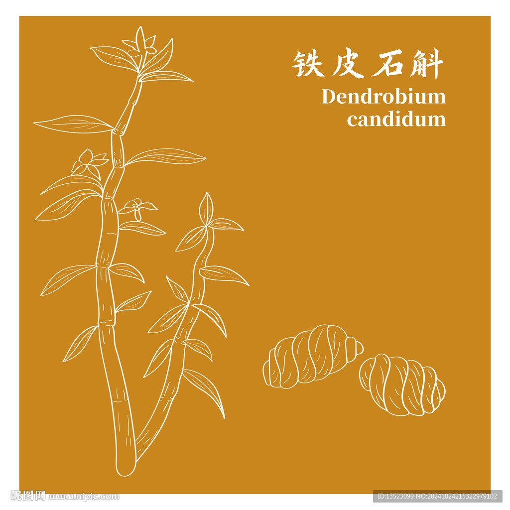 铁皮石斛 中药材