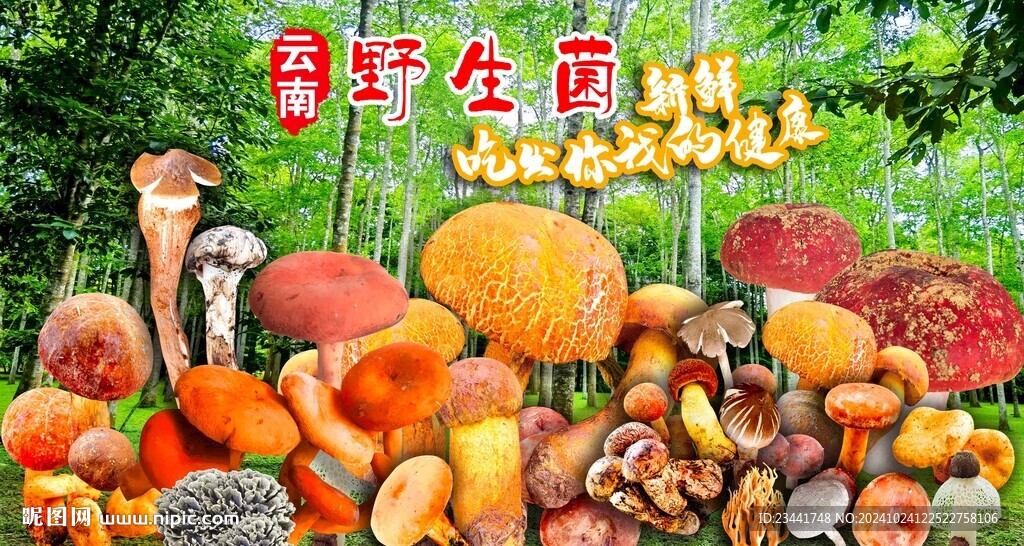 野生菌