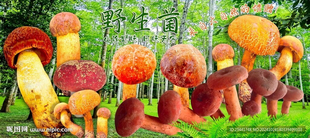 野生菌海报