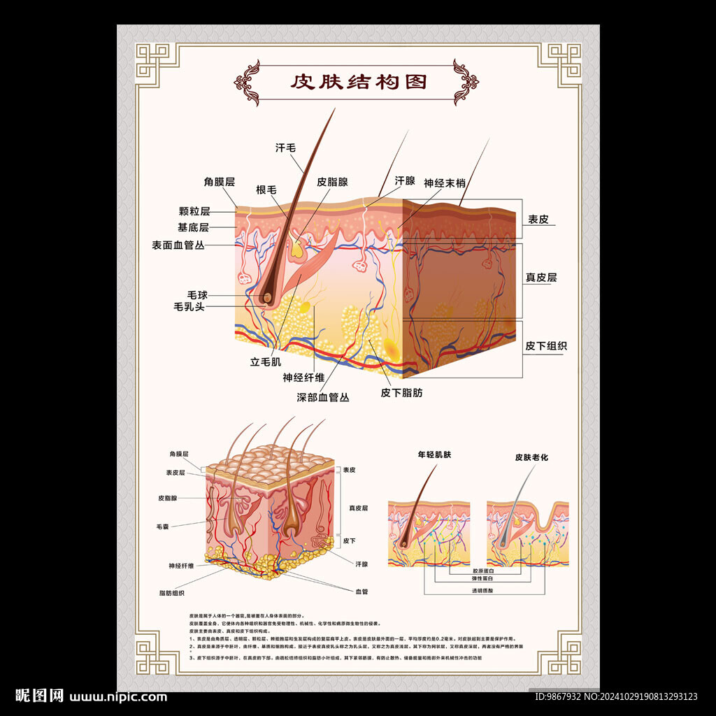 皮肤结构图