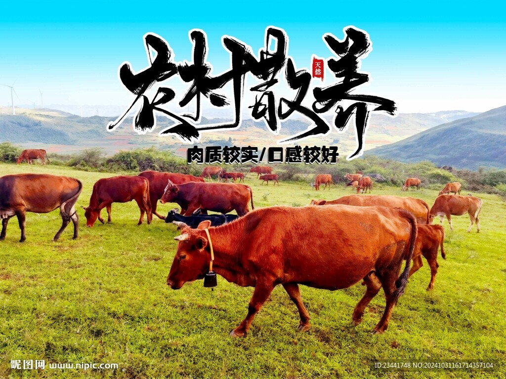 农家黄牛