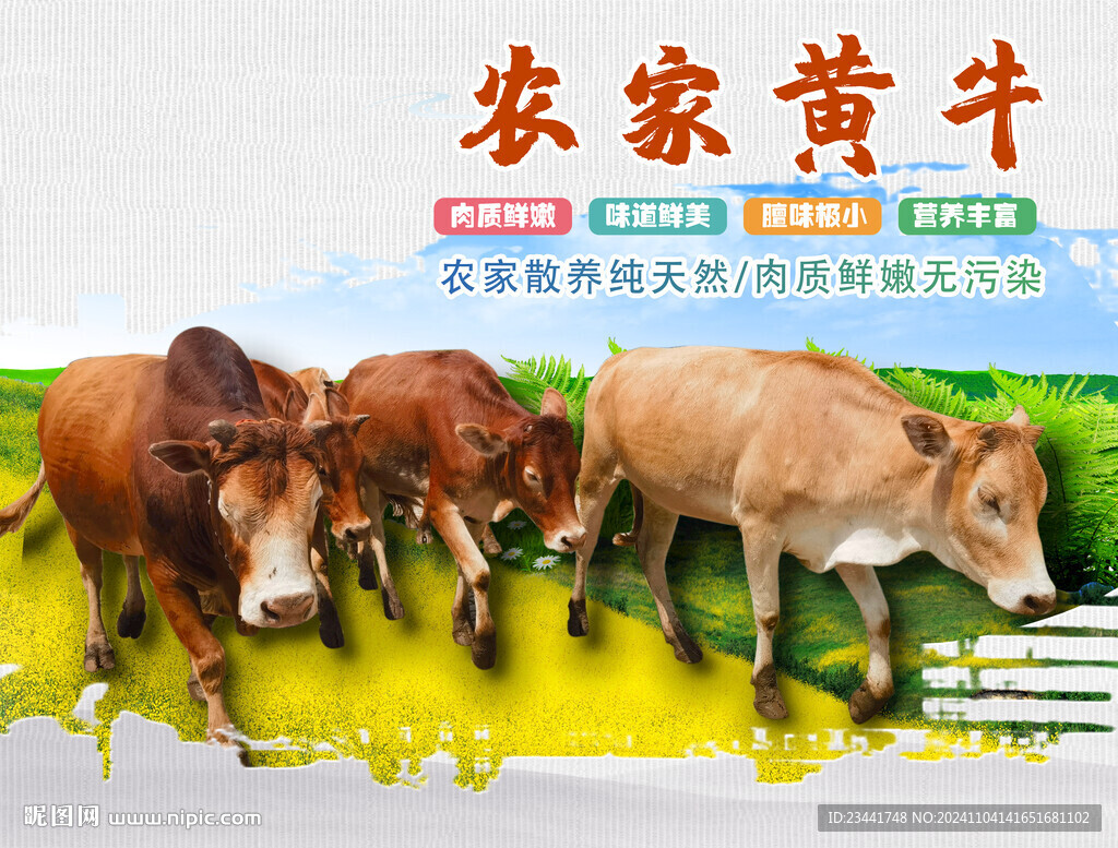 农家黄牛