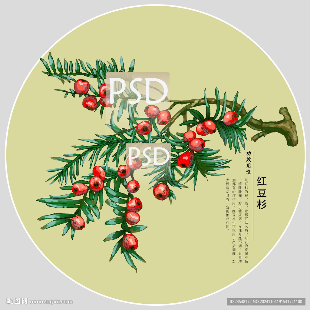 红豆杉包装手绘装饰画