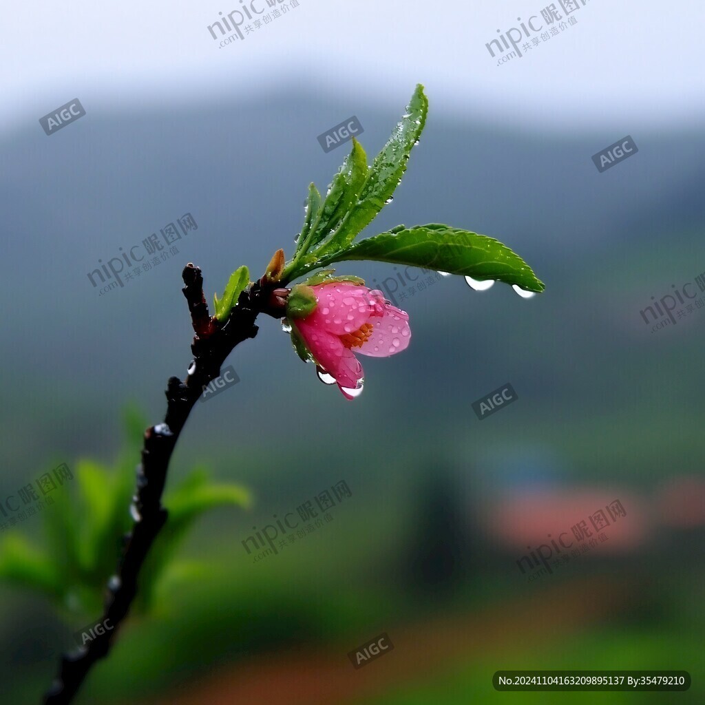 雨后的桃花