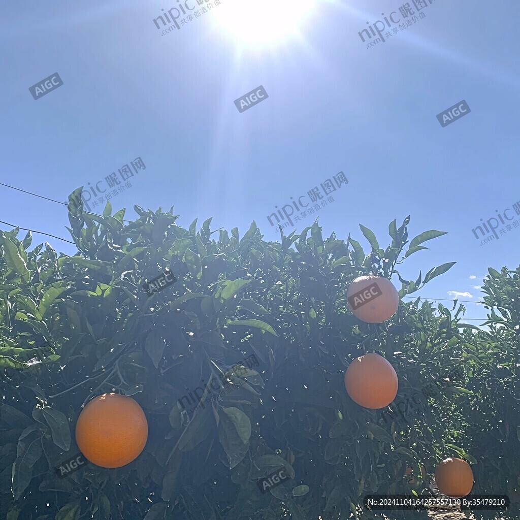 脐橙熟了