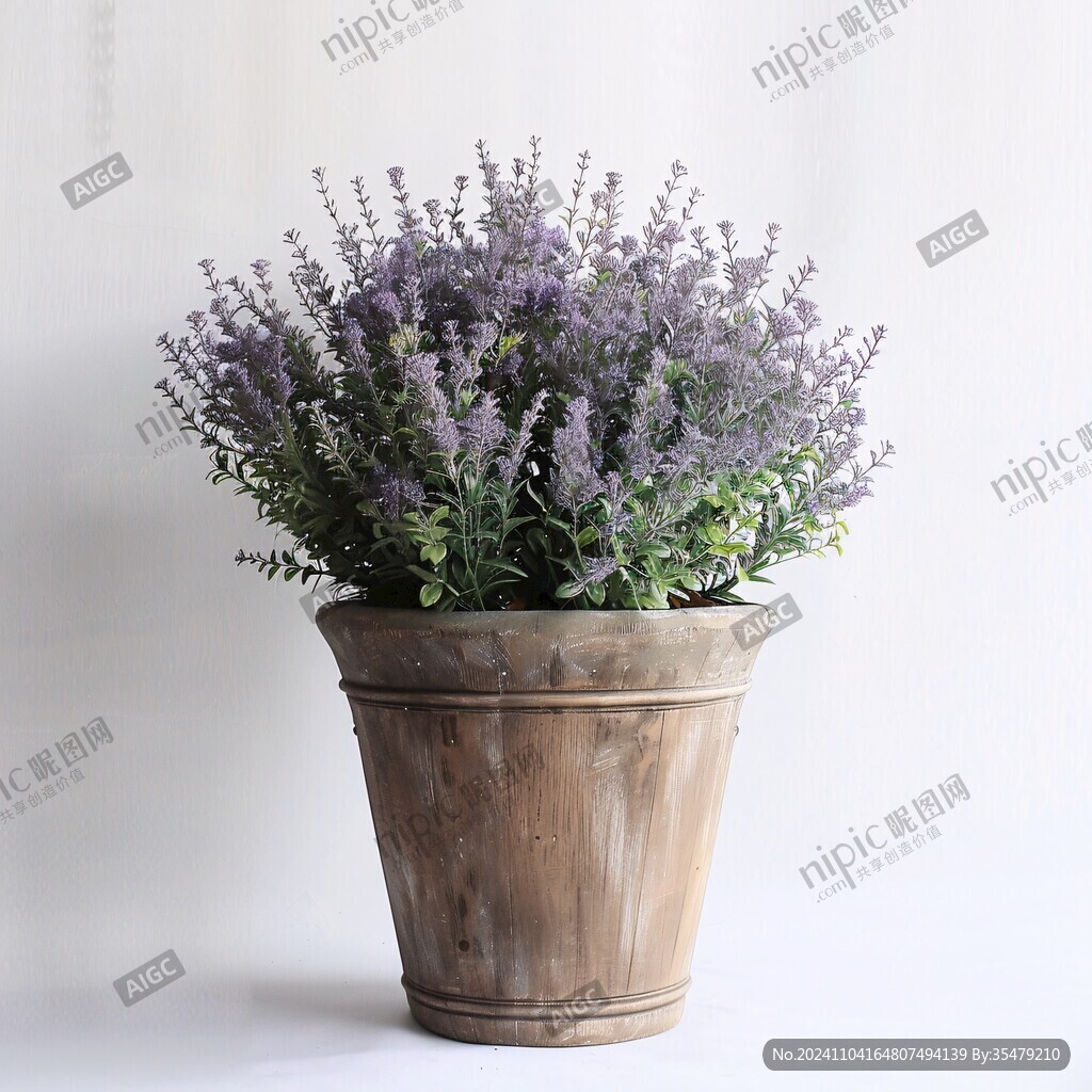 薰衣草盆栽