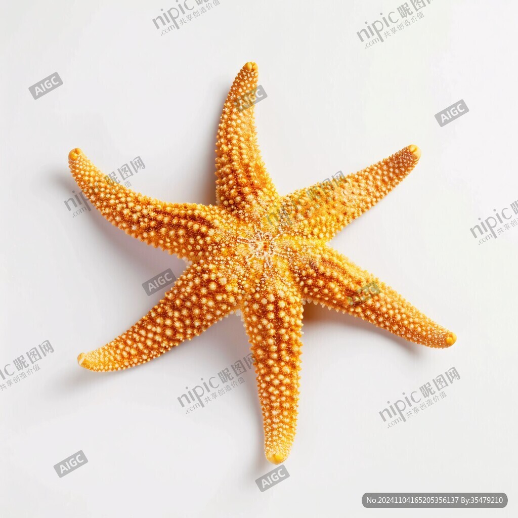 深海野生海星