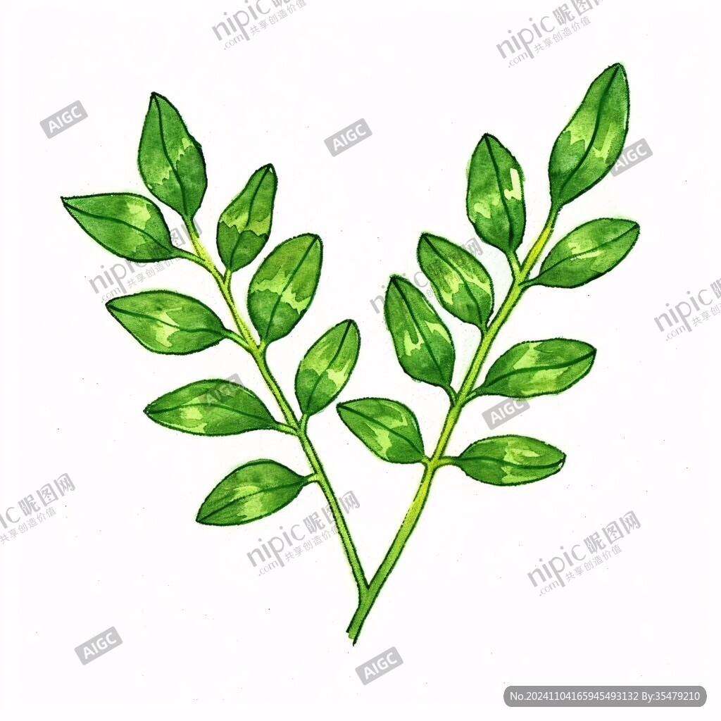 花椒芽插画