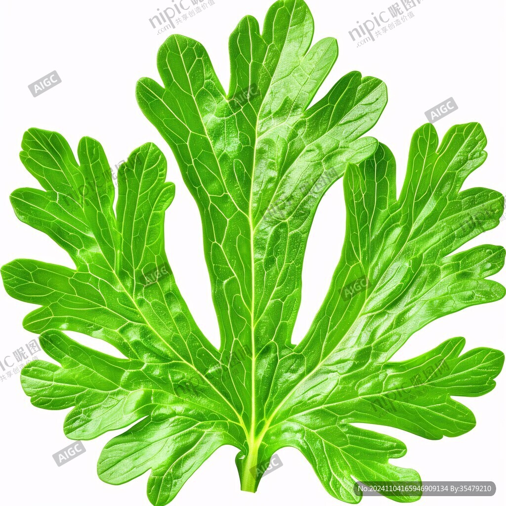手绘苦苣菜