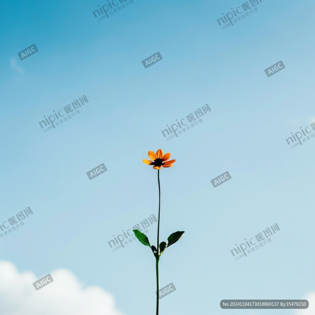 仰望蓝天白云鲜花