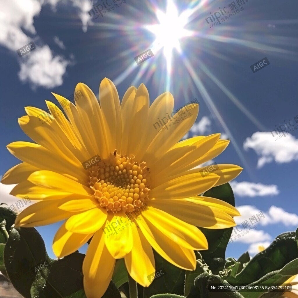 阳光下的太阳花