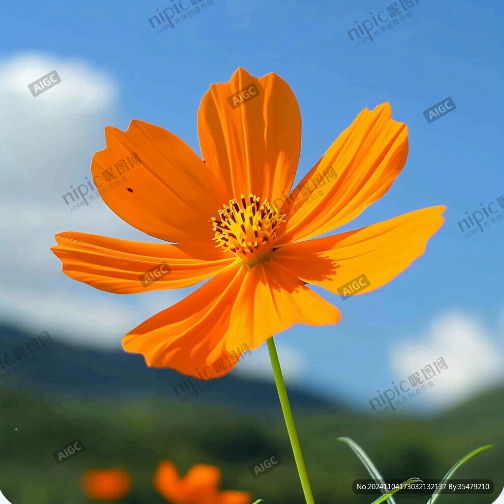 橙色格桑花