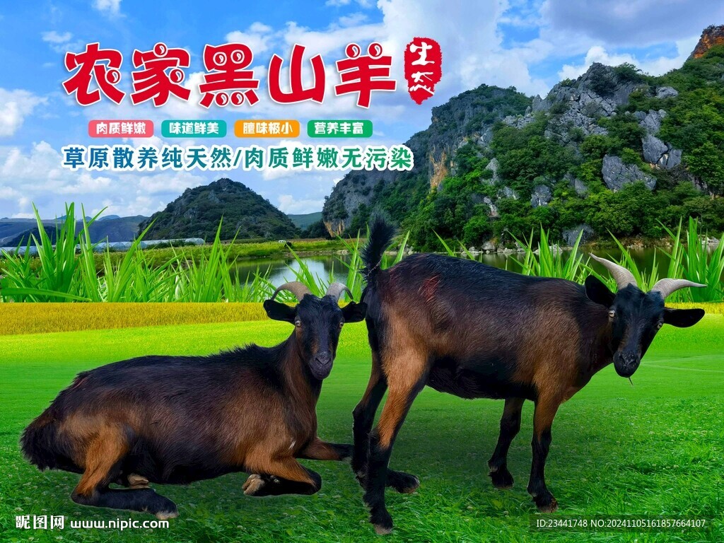 农家黑山羊