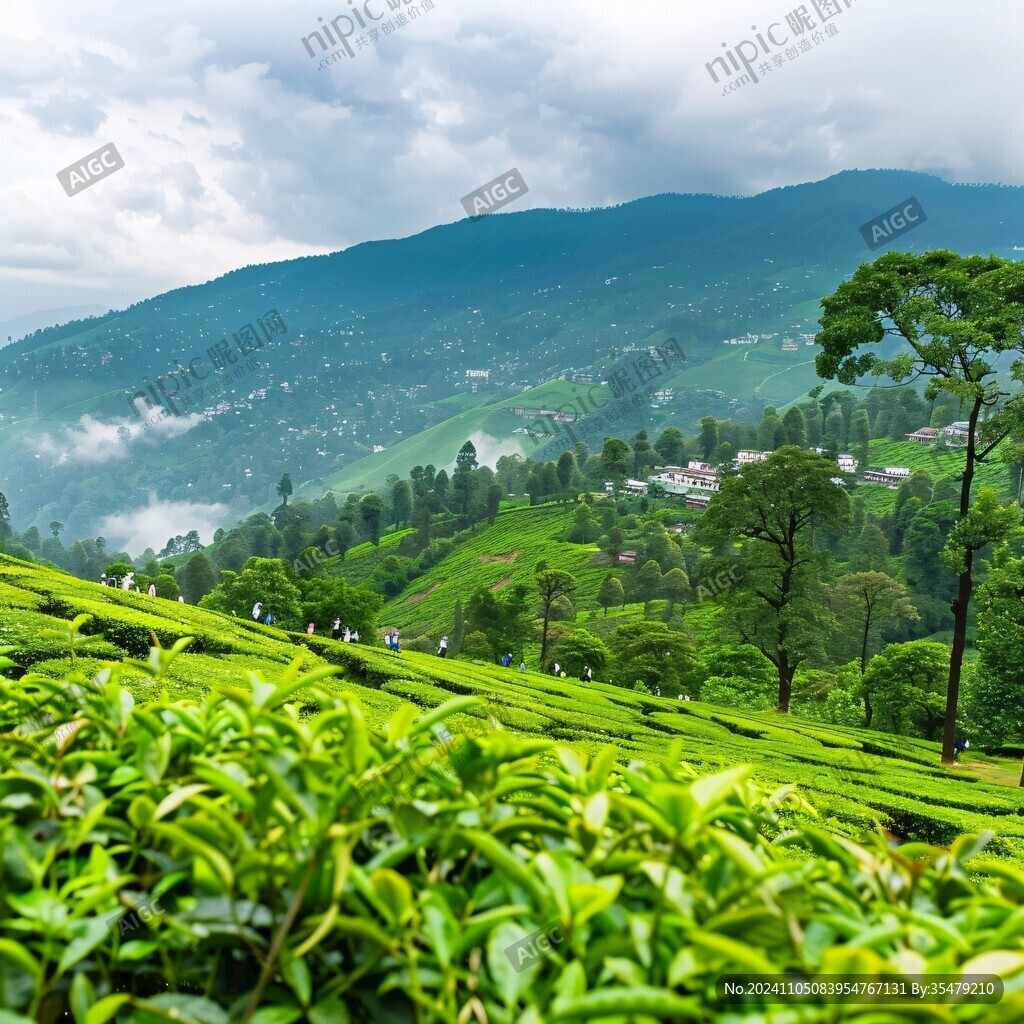 斯里兰卡高山茶园