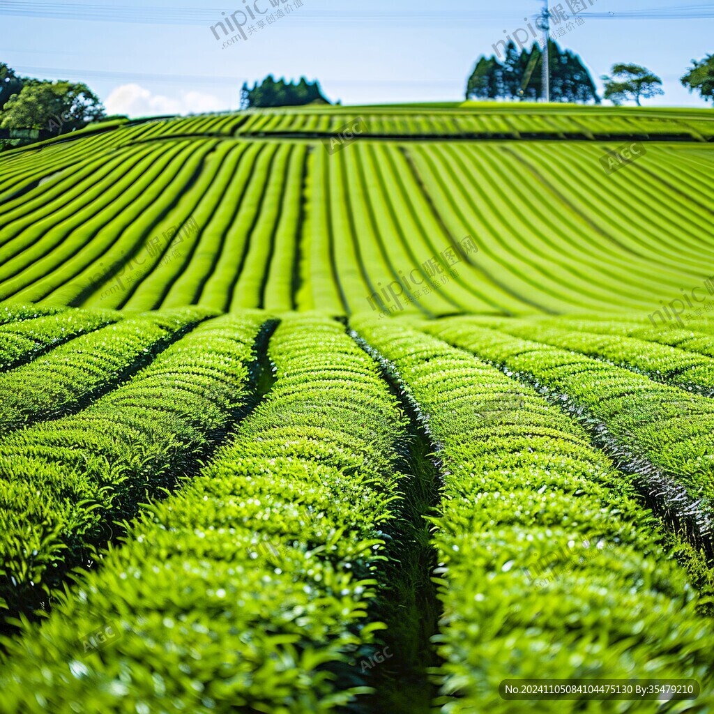 茶田原野