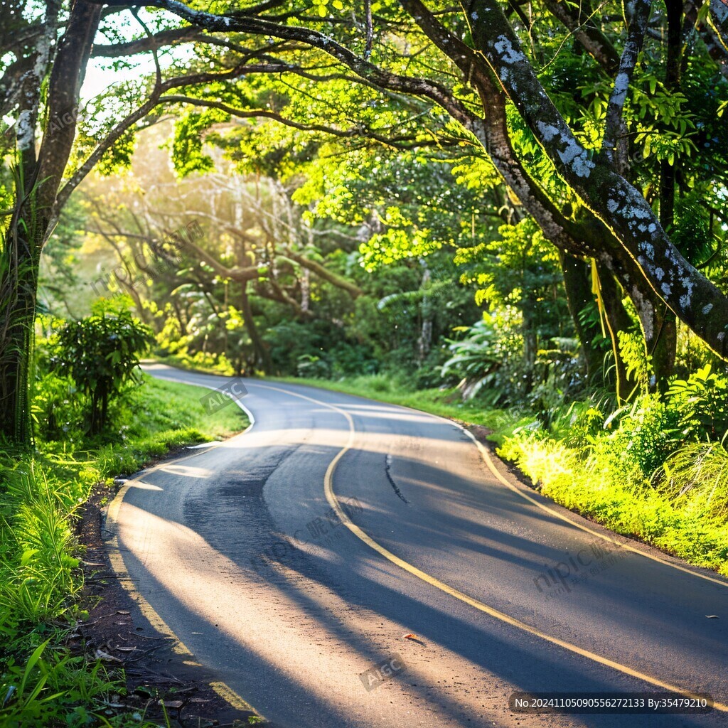 林间公路阳光