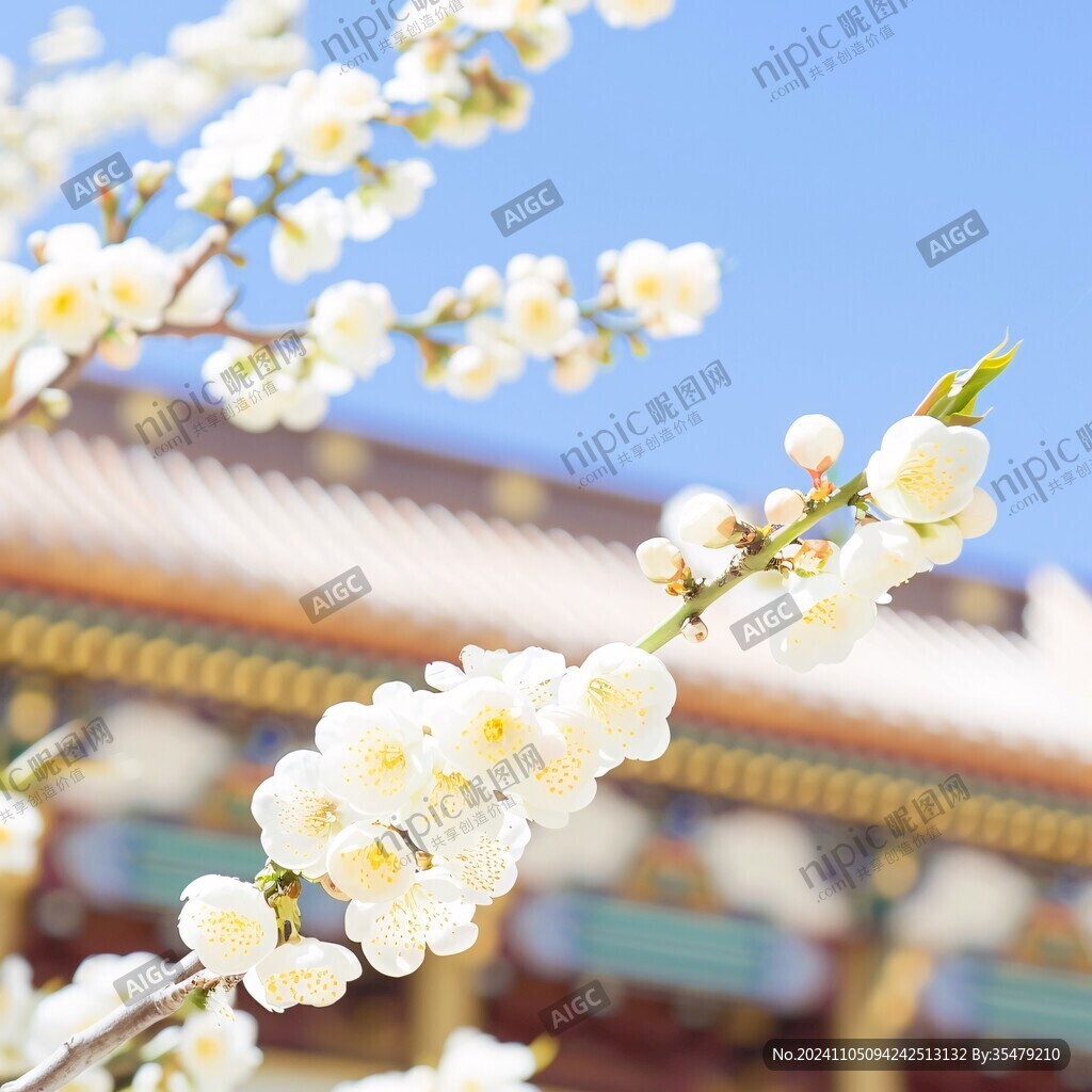 故宫梨树花