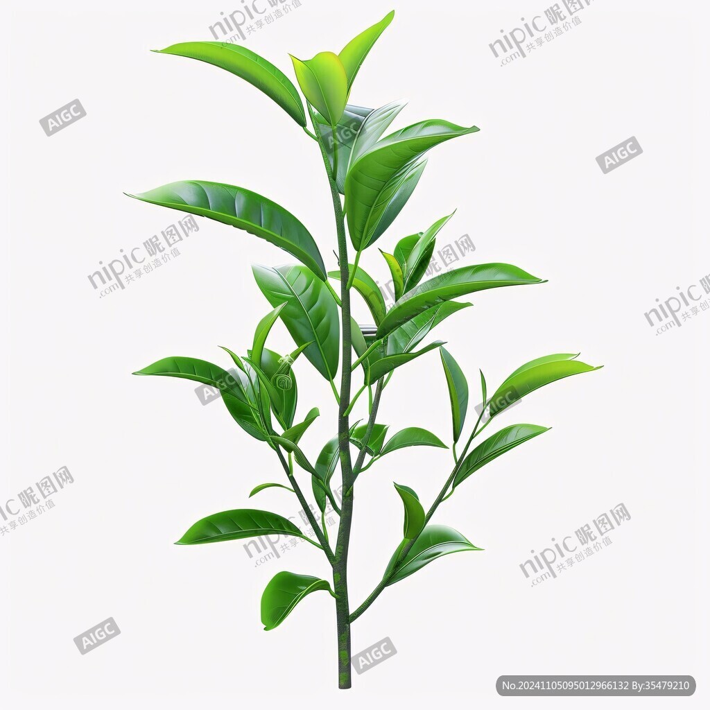 手绘植物茶树叶子