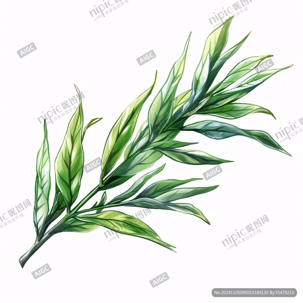 迷迭香插画