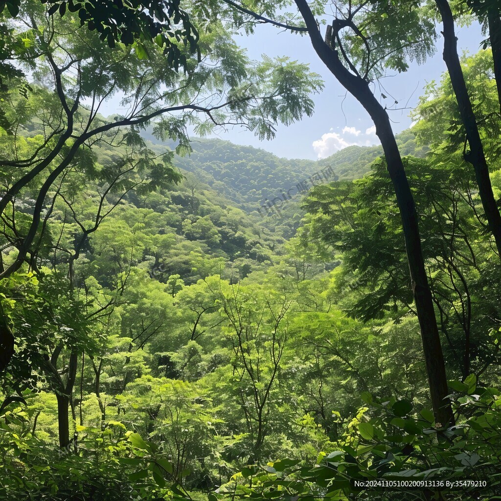 白神山地