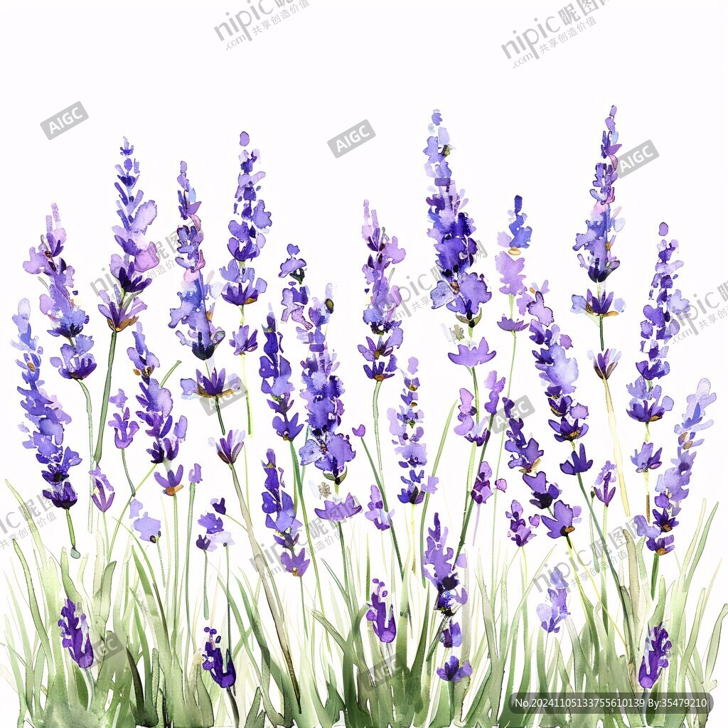 薰衣草插画