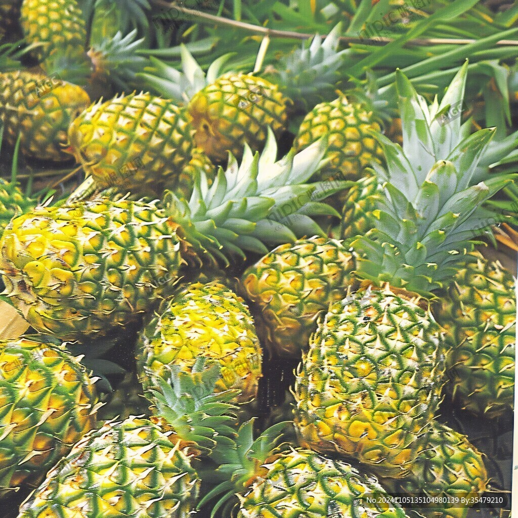 菲律宾进口菠萝