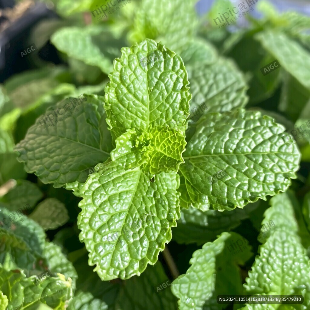大棚薄荷