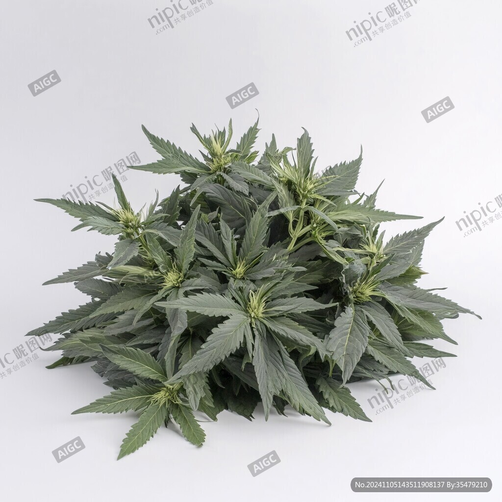 籼大麻