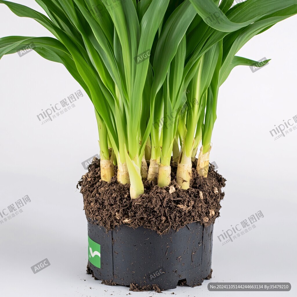 小香葱盆栽