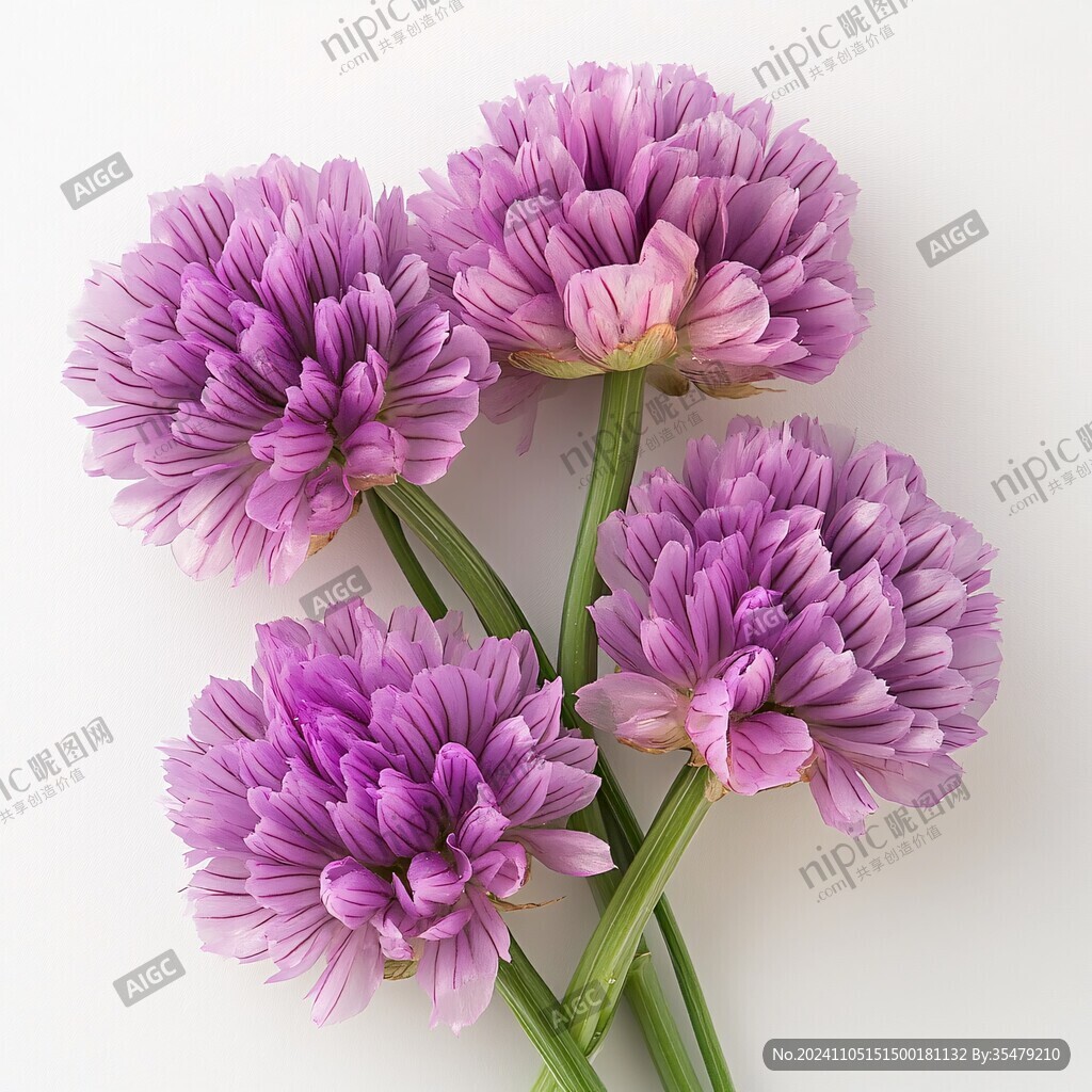 洋红菊花素材