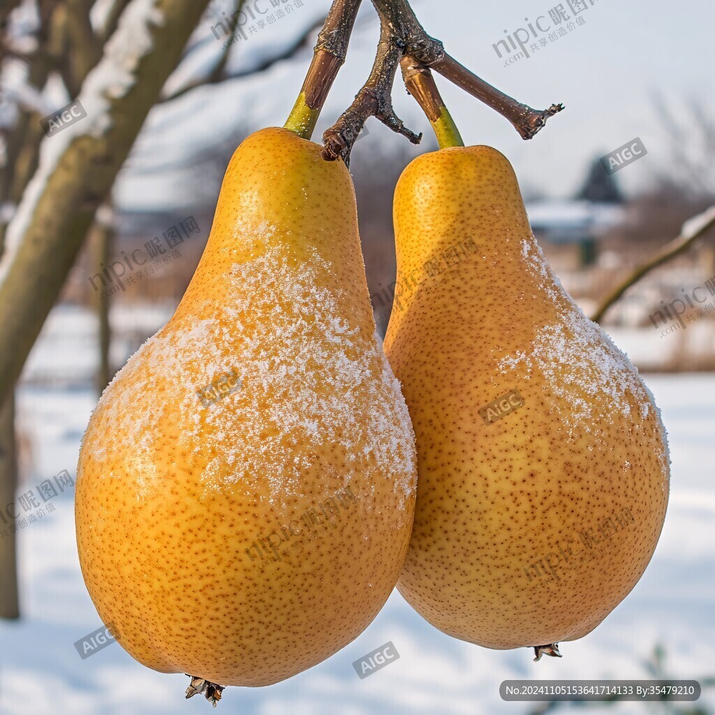 冬雪梨