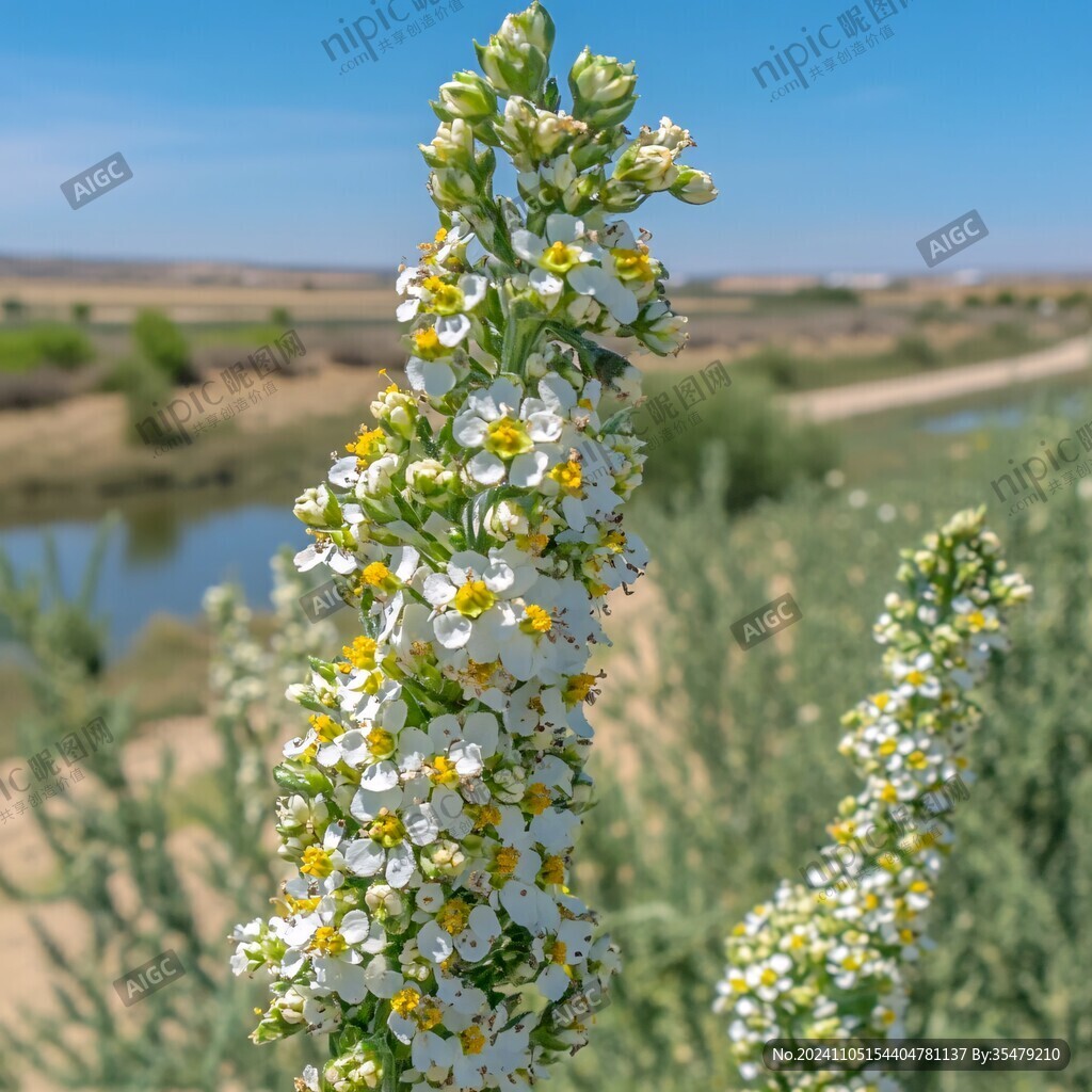 沙枣花